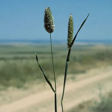 Canary-grass mature plant with flowering heads