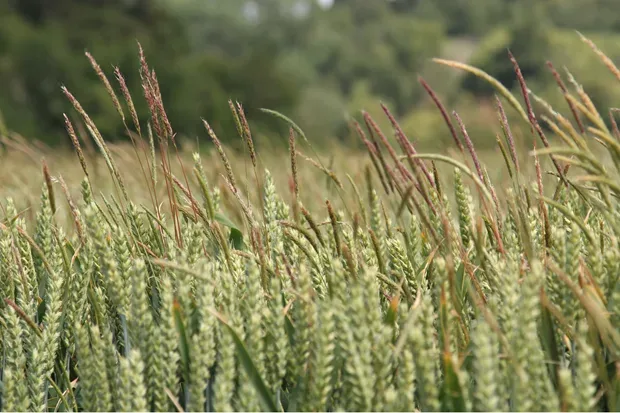 Black Grass