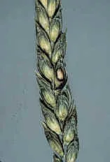 Blotches - Fusarium poae, F. langsethiae