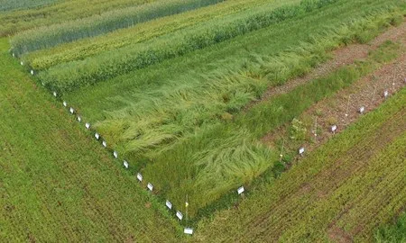 research paper on weed control