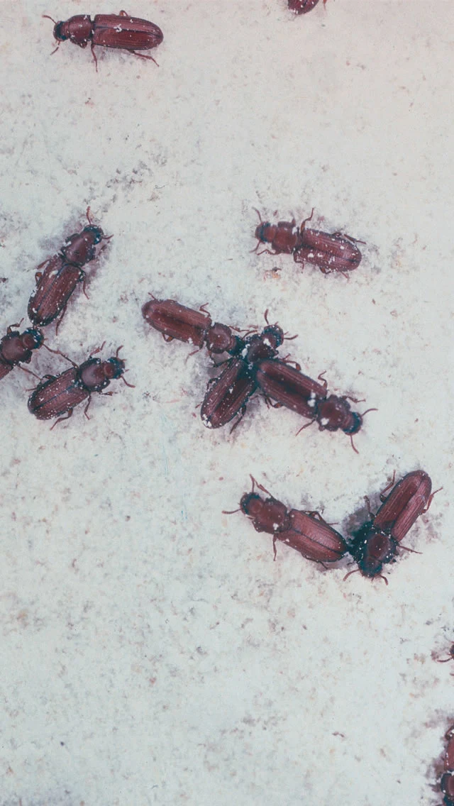 Rust Beetkle Rust Red Flour Beetle