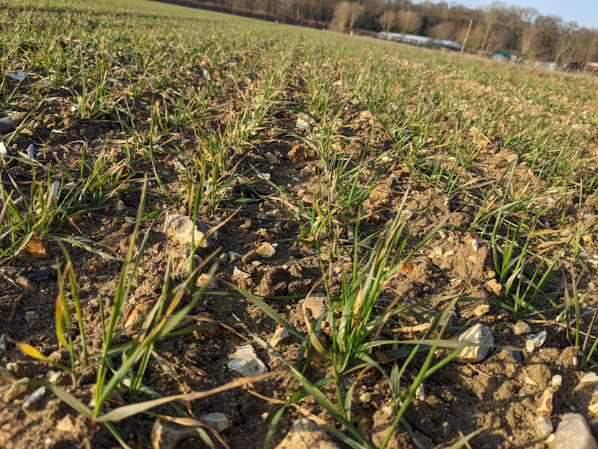 Seven tips for agronomy decisions in March