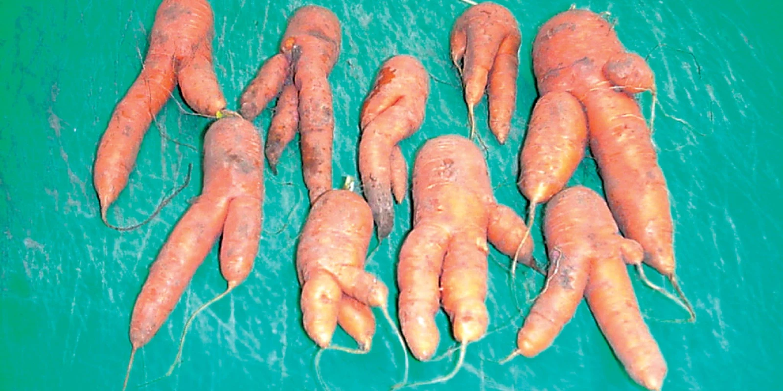 Carrot fanging caused by nematodes.