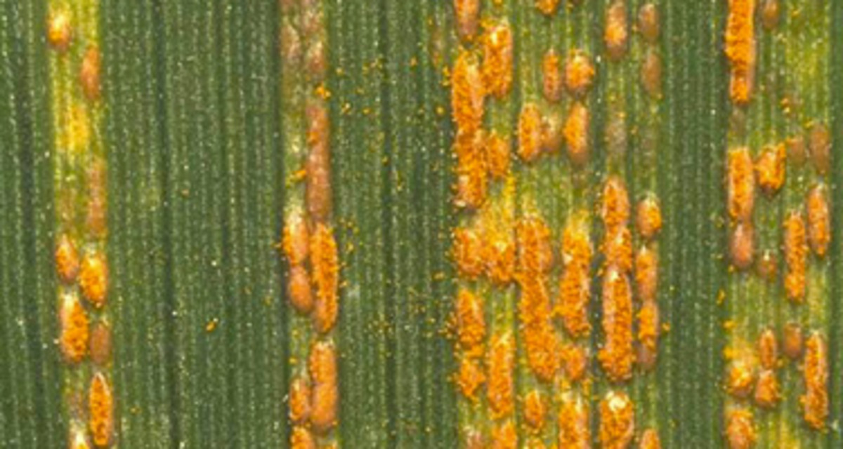 Yellow Rust In Rasp Yellow Rust