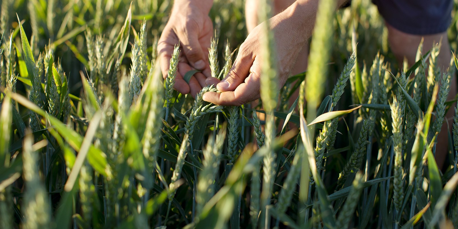 Close up of hands in a field of wheat