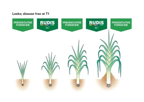 rudis leek programme