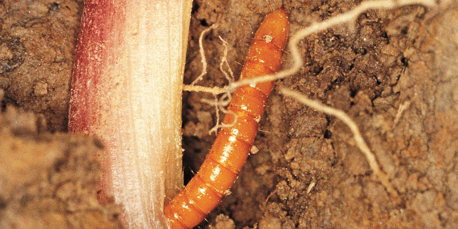 wireworm_104413-1600