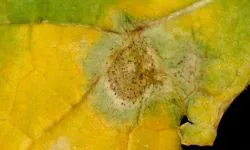 Phoma leaf spot causing partial leaf death