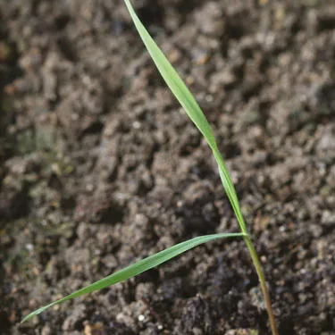 Rye brome - young plant