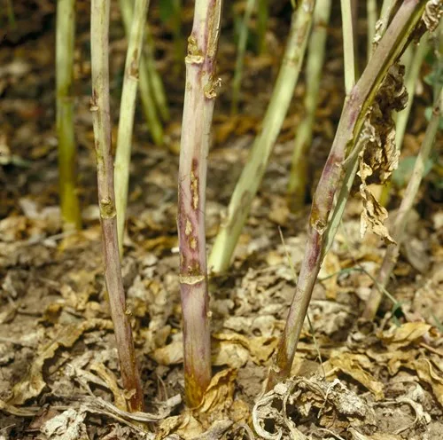 Light leaf spot symptoms on stems