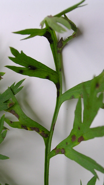 Cercospora Leaf Blight