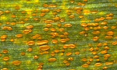 Close up of spores breaking through the leaf surface from compact pustules