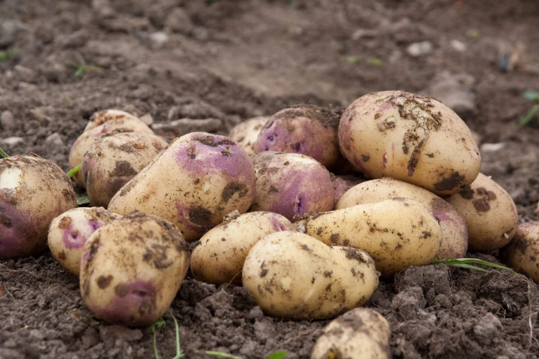 Potatoes in tilled soil