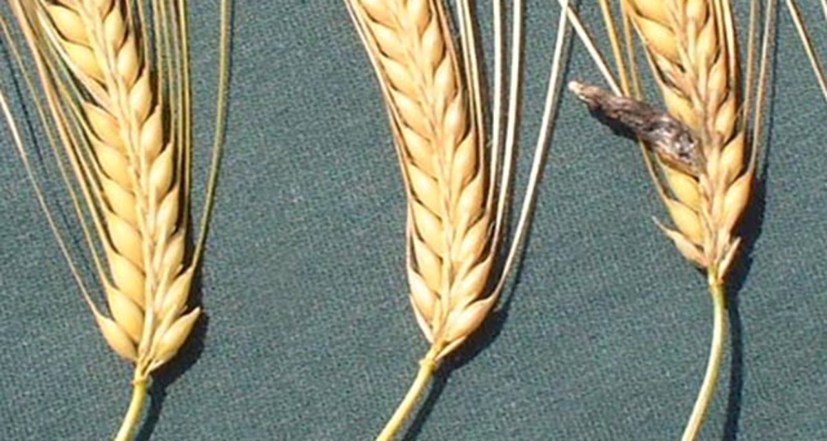 Ergot Color Ergot