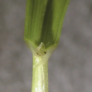 Italian rye-grass ligule. Photo © HGCA.