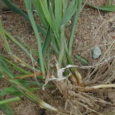 Black bent young plant showing rhizomes. Photo © HGCA