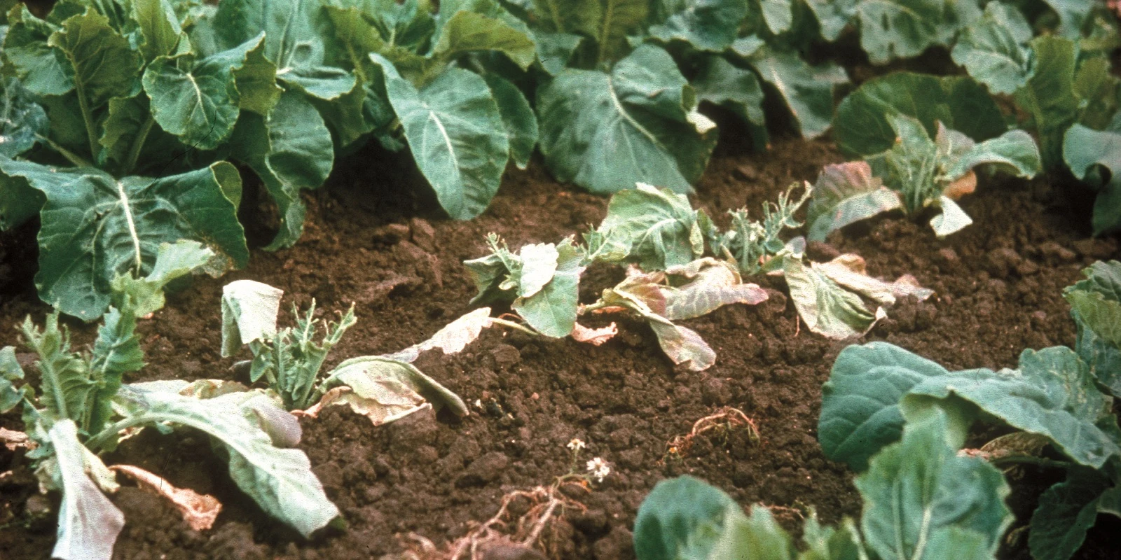 Cabbage root fly damage.
