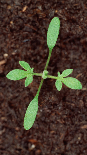 Flixweed