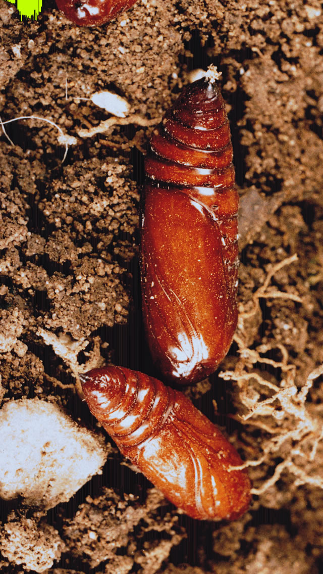 Cutworm Pupa