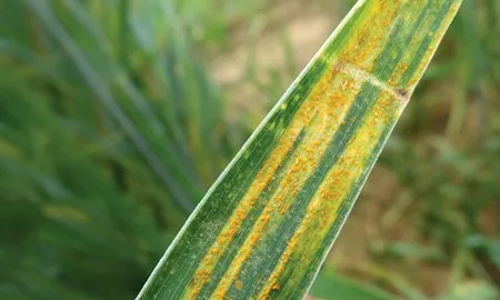 Disease Management | Bayer Crop Science UK