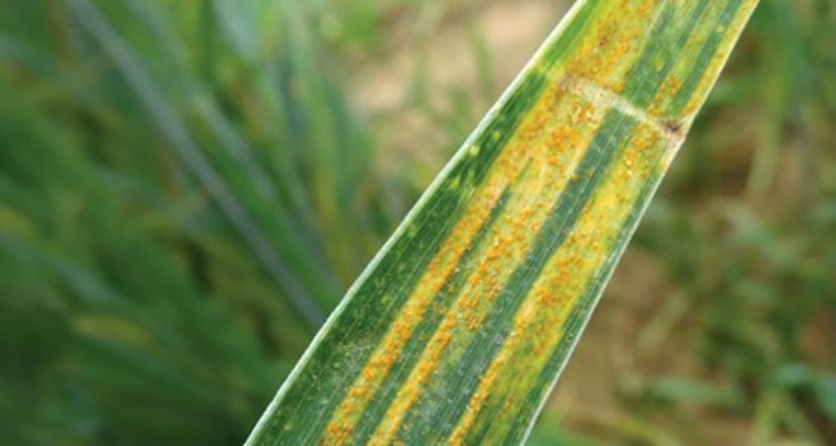 Learning Lessons From Yellow Rust
