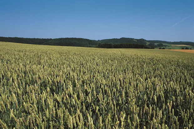 Cereals crop field with a clear blue sky.