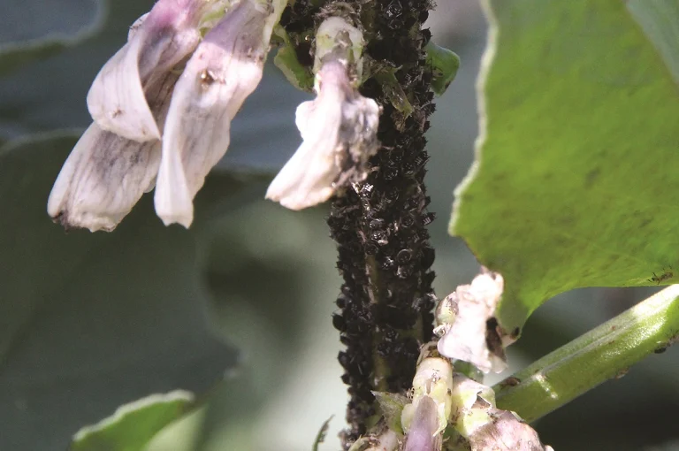 black-bean-aphid-resized