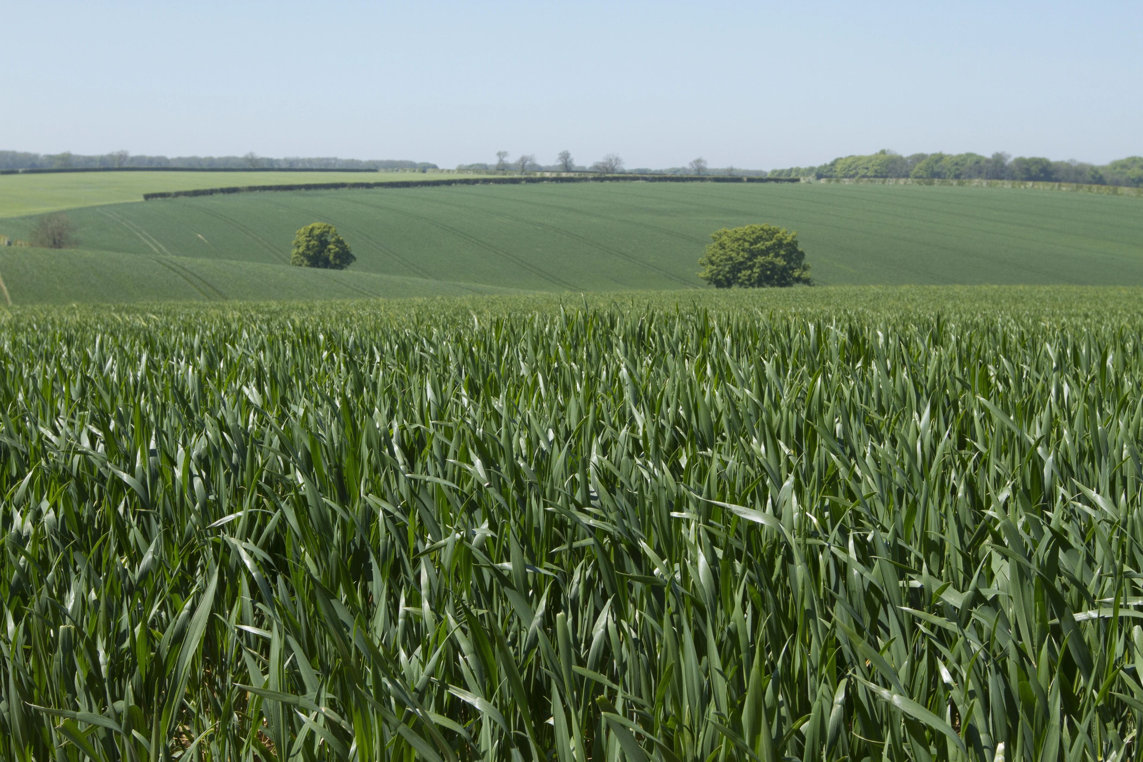 Large green crop field with a few trees in the background