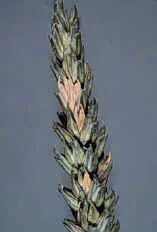 Spikelet bleachers - Microdochium nivale var nivale & majus