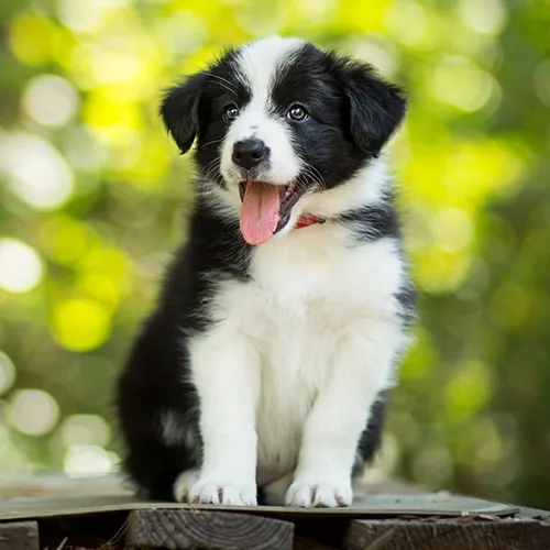 Black and white puppy sat down with tongue sticking out.