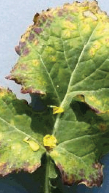 Turnip yellows virus (TuYV) Brassicas OSR