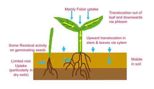 Foliar Uptake diagram