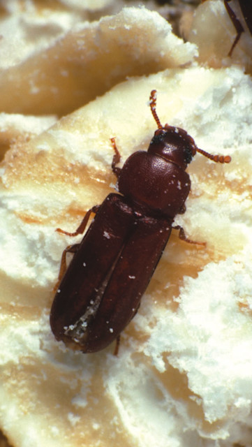 Rust Red Flour Beetle
