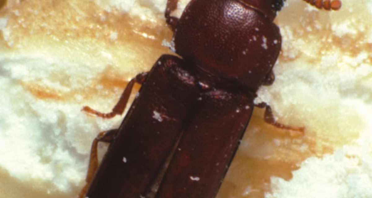Rust Red Flour Beetle