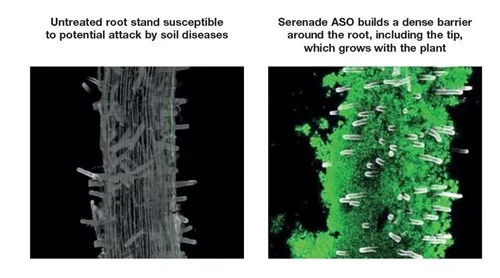 serenade root structure crop