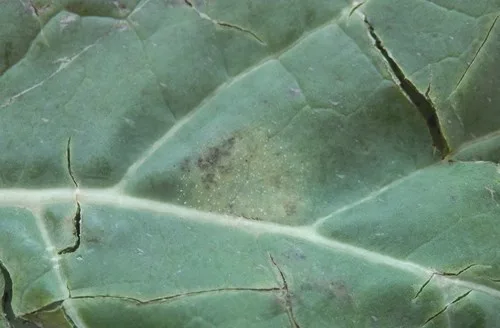 Early light leaf spot symptoms