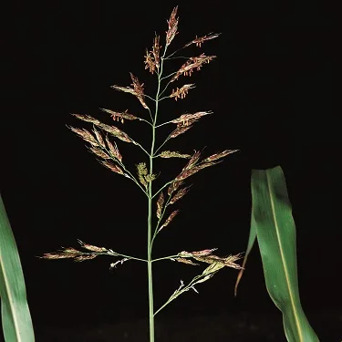  Johnson grass flower head.