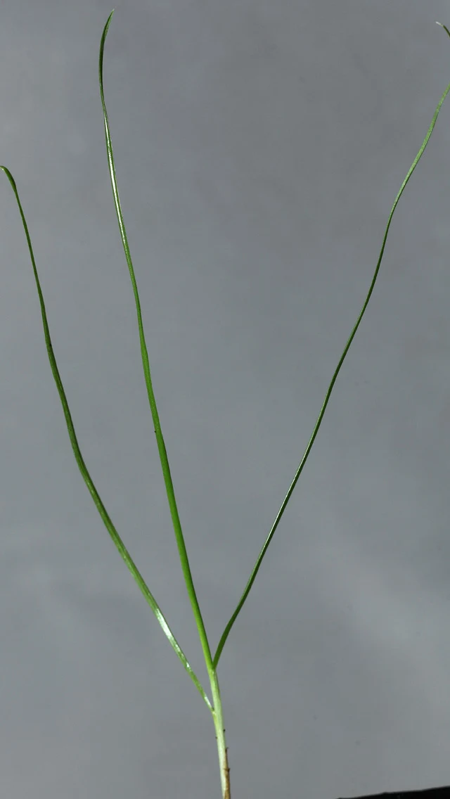 Italian rye-grass