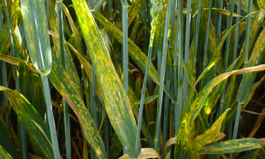 Fusarium Foot Rot