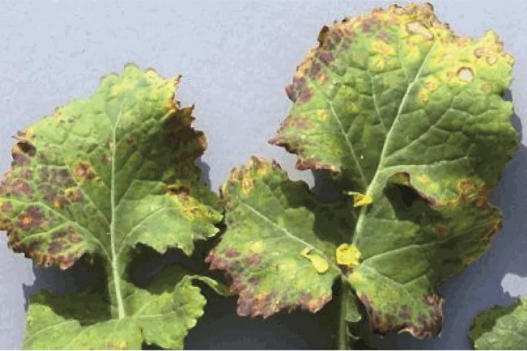 aphid-vectors-of-turnip-yellows.png