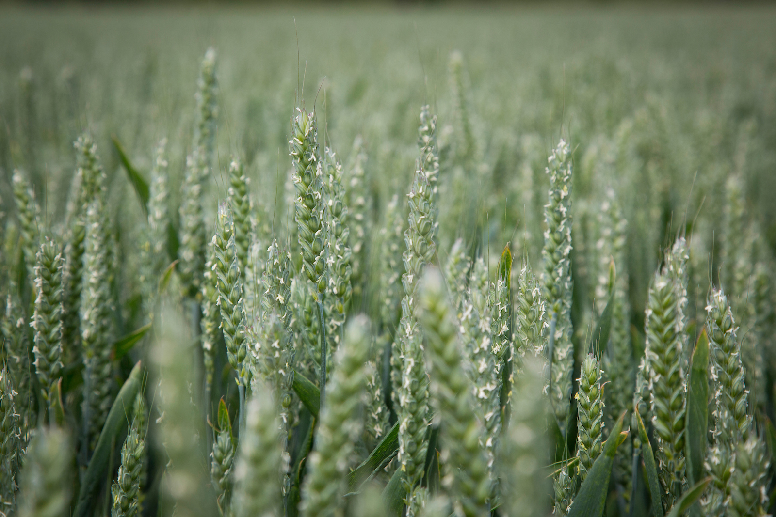 Bayer Crop Science UK: Crop Protection For A Fast-Changing World