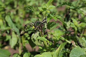 How to control tuber blight in potatoes in 2022