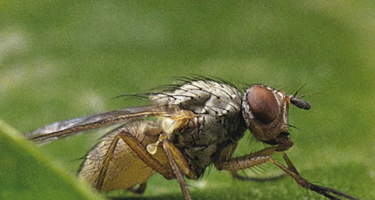 Mangold fly - beet leaf miner