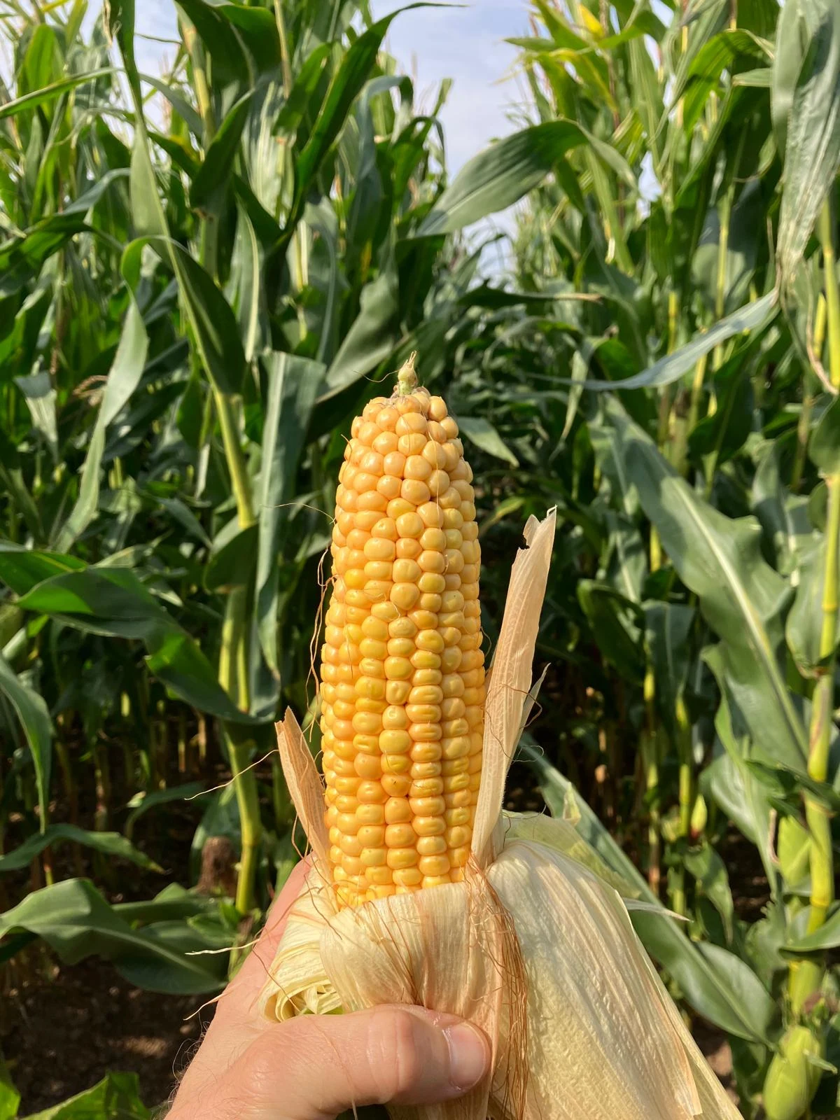 Maize variety choice in a changing climate