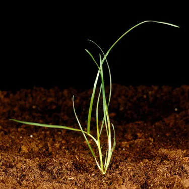 Loose silky-bent. Young plant.