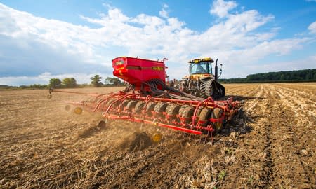 Late-sown Norfolk OSR shows its strength