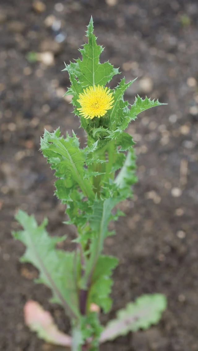 Annual Sowthistle