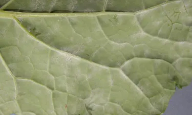 Powdery mildew symptoms on the underside of the leaf