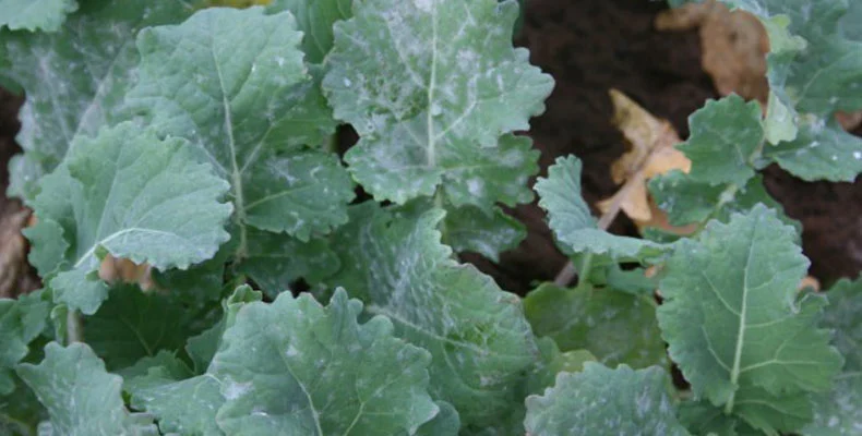 Young OSR plants infected with powdery mildew