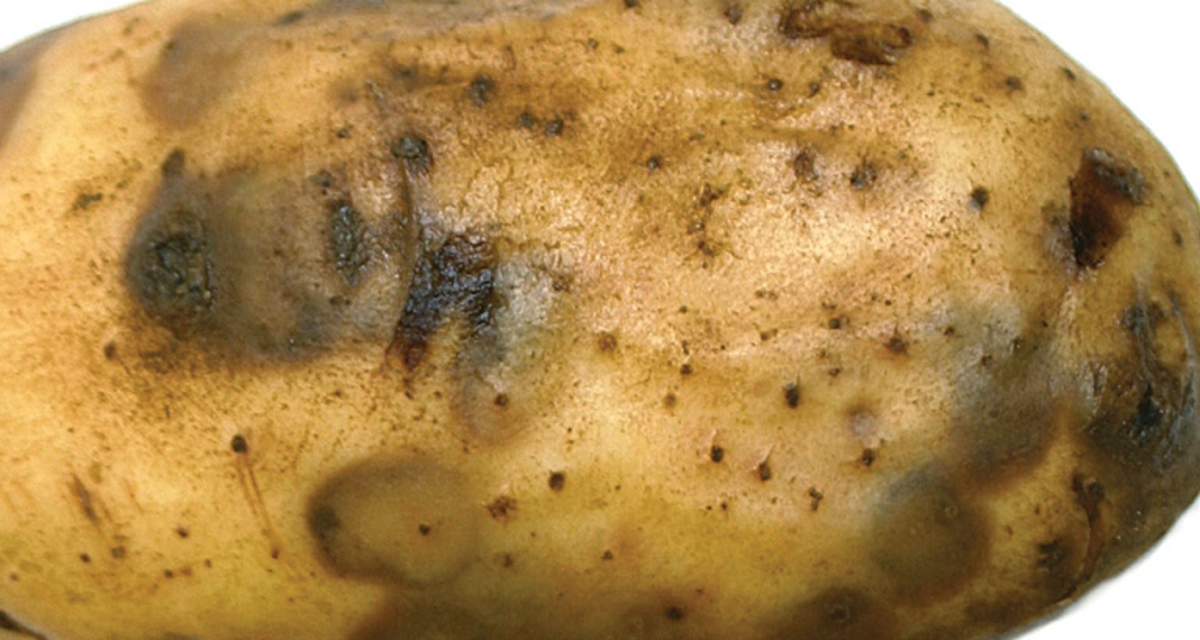 Processed Food Rot Soft Rot